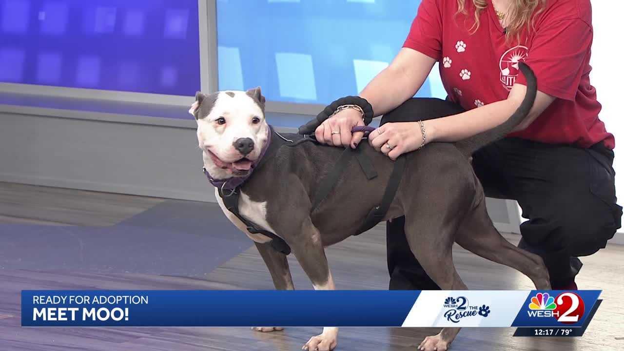 Moo at Southeast Volusia Humane Society is looking for a home — WESH 2 Orlando, League City Community news