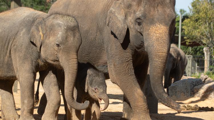 Houston Zoo makes emotional announcement involving Kirby and two other beloved elephants — KHOU 11 (Houston), League City Community news
