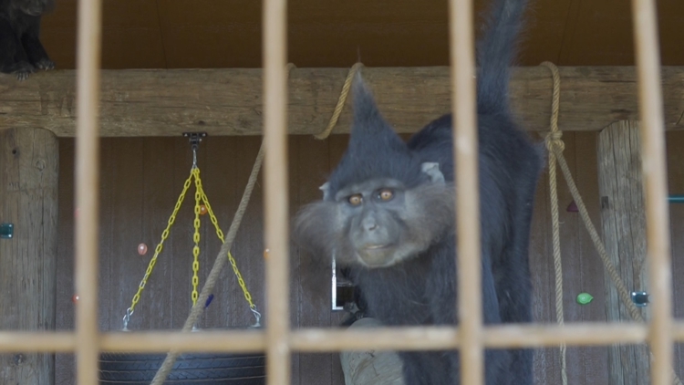 Exclusive look at Big Spring's newest community zoo — NewsWest 9 (Permian Basin), League City Community news